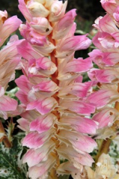 Akant miękki ‘Tasmanian angel' (Acanthus mollis)